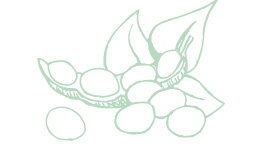 Light green Mary Kay skin care ingredient illustration of soybeans
